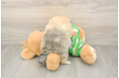 Pomeranian Puppy for Adoption