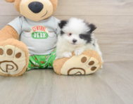 8 week old Pomeranian Puppy For Sale - Florida Fur Babies