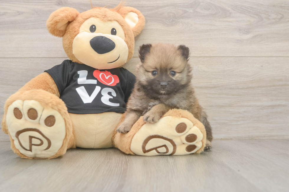 5 week old Pomeranian Puppy For Sale - Florida Fur Babies