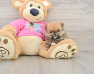 8 week old Pomeranian Puppy For Sale - Florida Fur Babies