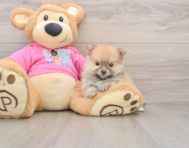 8 week old Pomeranian Puppy For Sale - Florida Fur Babies