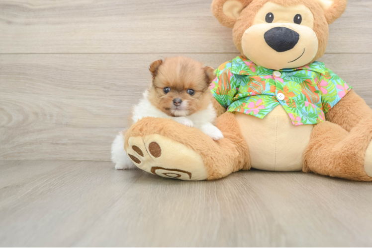 Happy Pom Dog Purebred Puppy