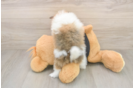 Pomeranian Puppy for Adoption