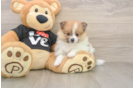 Hypoallergenic Pomeranian Baby