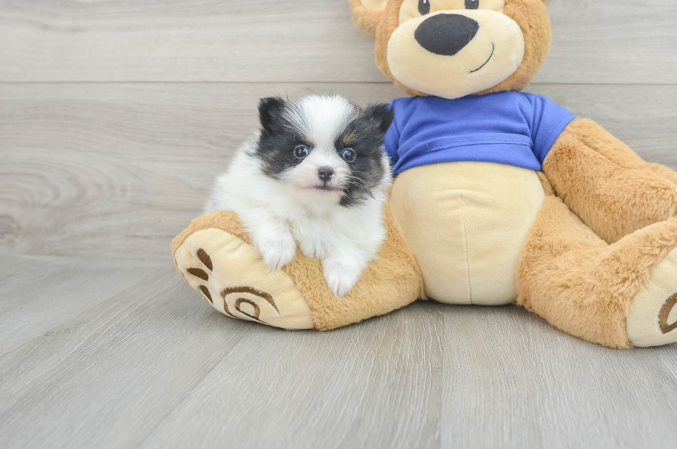 5 week old Pomeranian Puppy For Sale - Florida Fur Babies