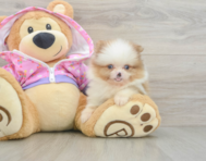 9 week old Pomeranian Puppy For Sale - Florida Fur Babies