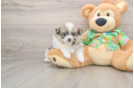 Pomeranian Pup Being Cute