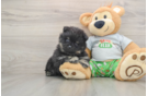 Pomeranian Puppy for Adoption