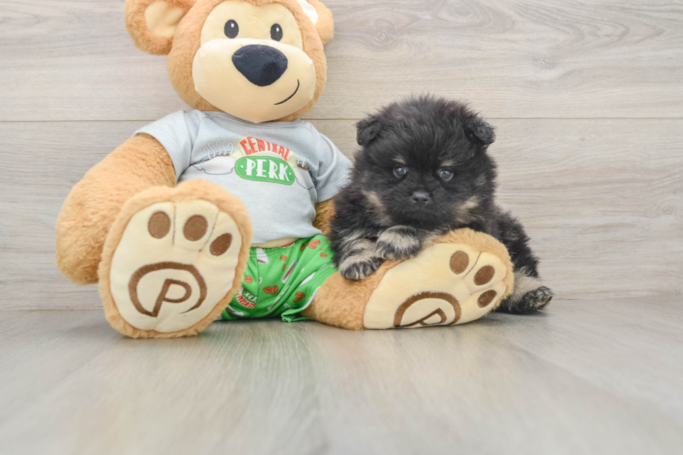 Best Pomeranian Baby