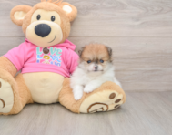 7 week old Pomeranian Puppy For Sale - Florida Fur Babies