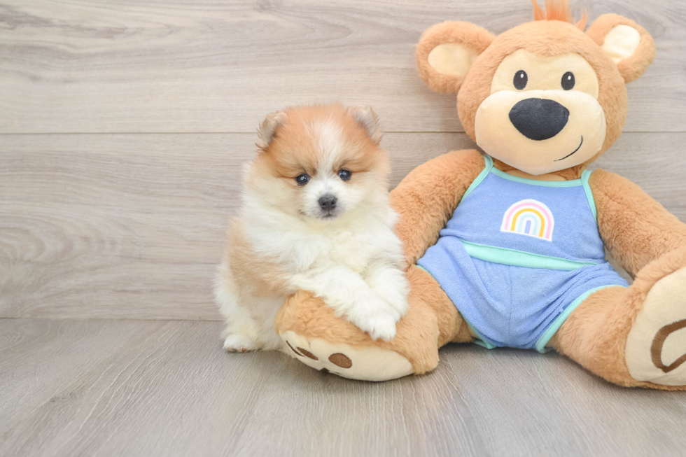 Pomeranian Pup Being Cute