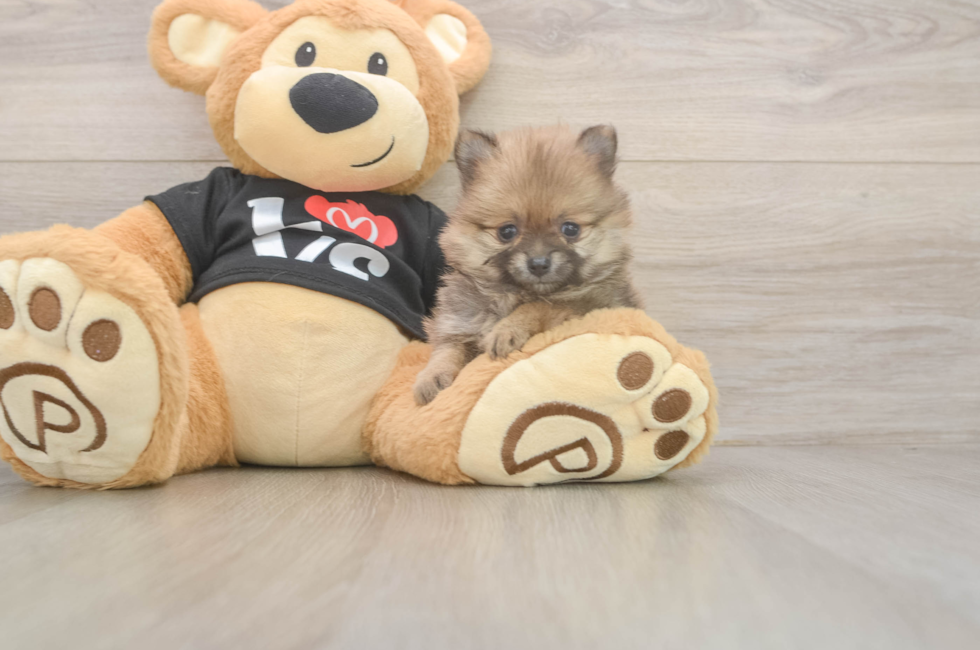 6 week old Pomeranian Puppy For Sale - Florida Fur Babies