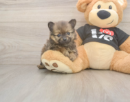 9 week old Pomeranian Puppy For Sale - Florida Fur Babies