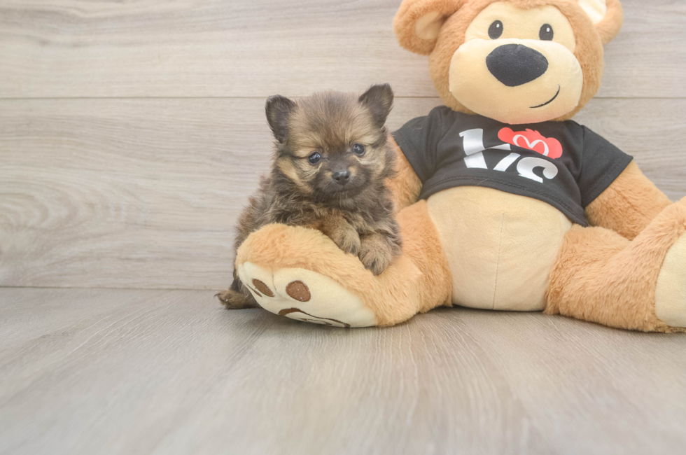 6 week old Pomeranian Puppy For Sale - Florida Fur Babies
