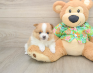 7 week old Pomeranian Puppy For Sale - Florida Fur Babies