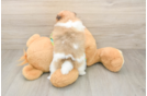 Pomeranian Puppy for Adoption