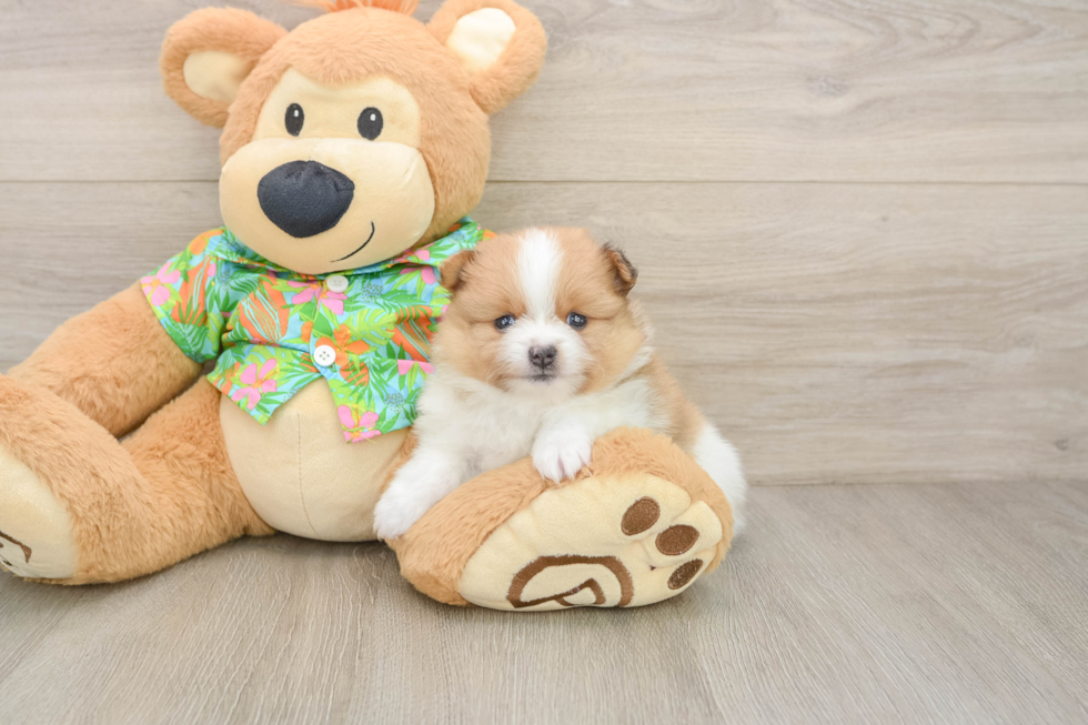 Playful Pomeranian Purebred Pup