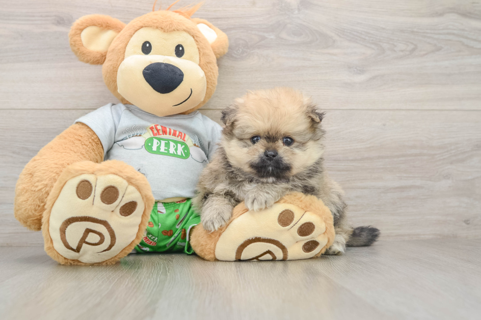 Cute Pom Purebred Puppy