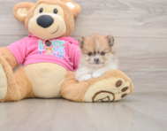 8 week old Pomeranian Puppy For Sale - Florida Fur Babies