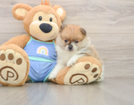 8 week old Pomeranian Puppy For Sale - Florida Fur Babies