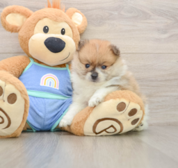 8 week old Pomeranian Puppy For Sale - Florida Fur Babies
