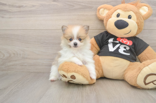 Energetic Pom Dog Purebred Puppy