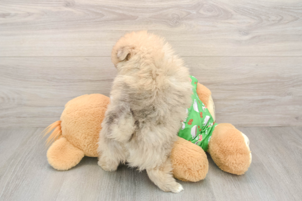 Pomeranian Puppy for Adoption