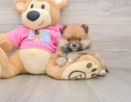 8 week old Pomeranian Puppy For Sale - Florida Fur Babies