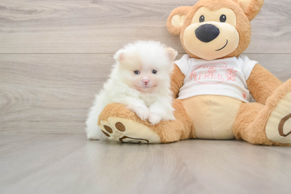 Pomeranian Pup Being Cute