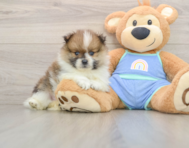 8 week old Pomeranian Puppy For Sale - Florida Fur Babies