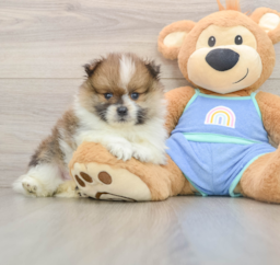 8 week old Pomeranian Puppy For Sale - Florida Fur Babies