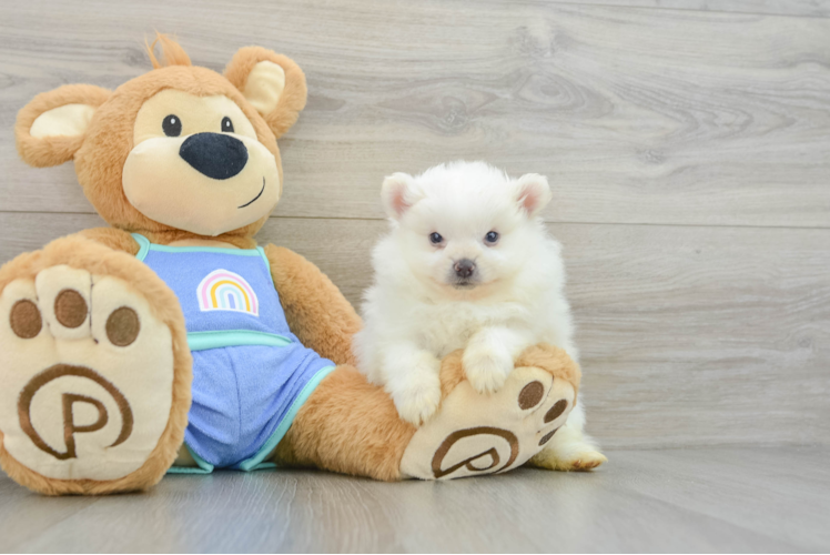 Pomeranian Puppy for Adoption