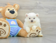 9 week old Pomeranian Puppy For Sale - Florida Fur Babies