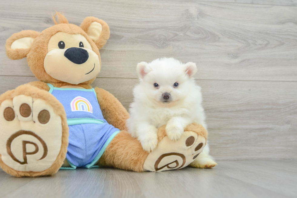 Pomeranian Puppy for Adoption