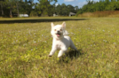 Cute Pomeranian Baby