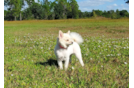 Cute Pomeranian Baby