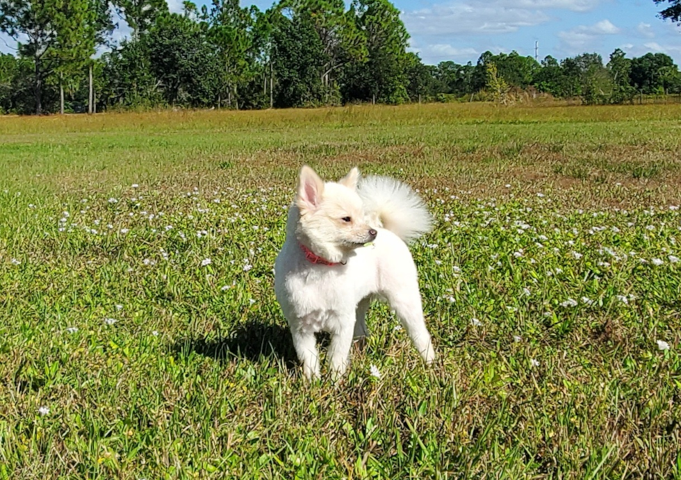 Cute Pomeranian Baby