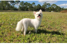 Cute Pomeranian Purebred Pup
