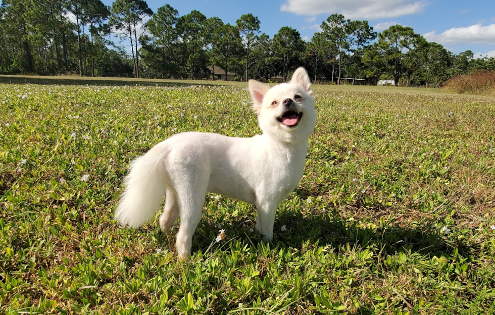 Cute Pomeranian Purebred Pup
