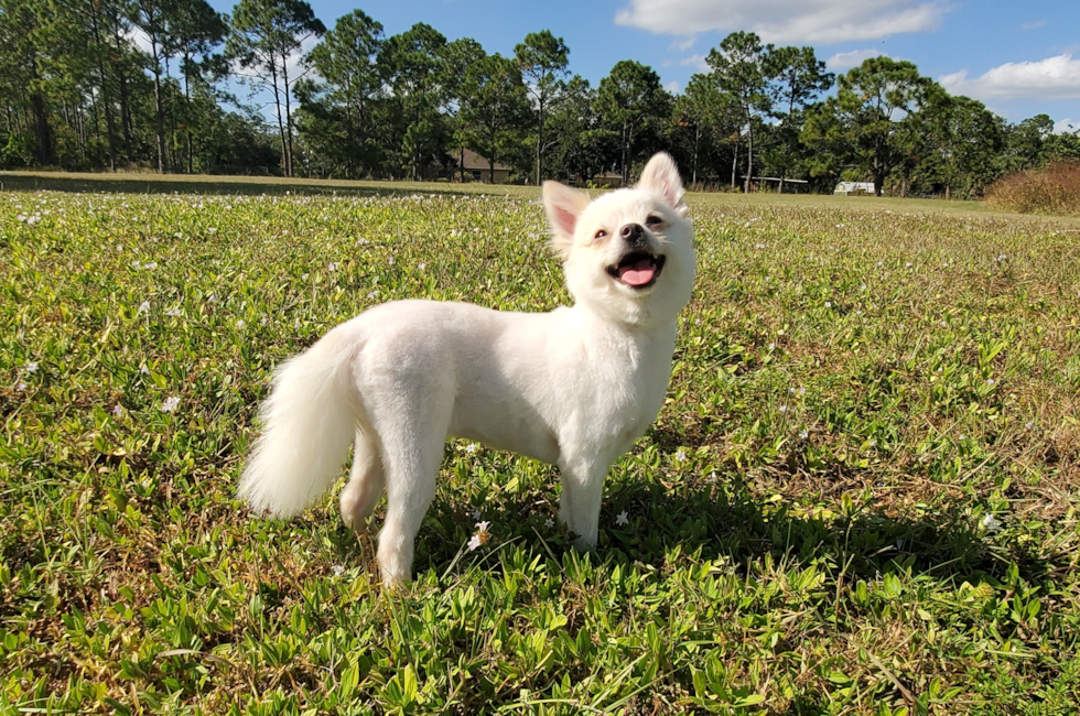 50 week old Pomeranian Puppy For Sale - Florida Fur Babies