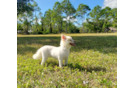 Pomeranian Puppy for Adoption