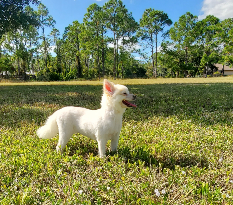 Pomeranian Puppy for Adoption