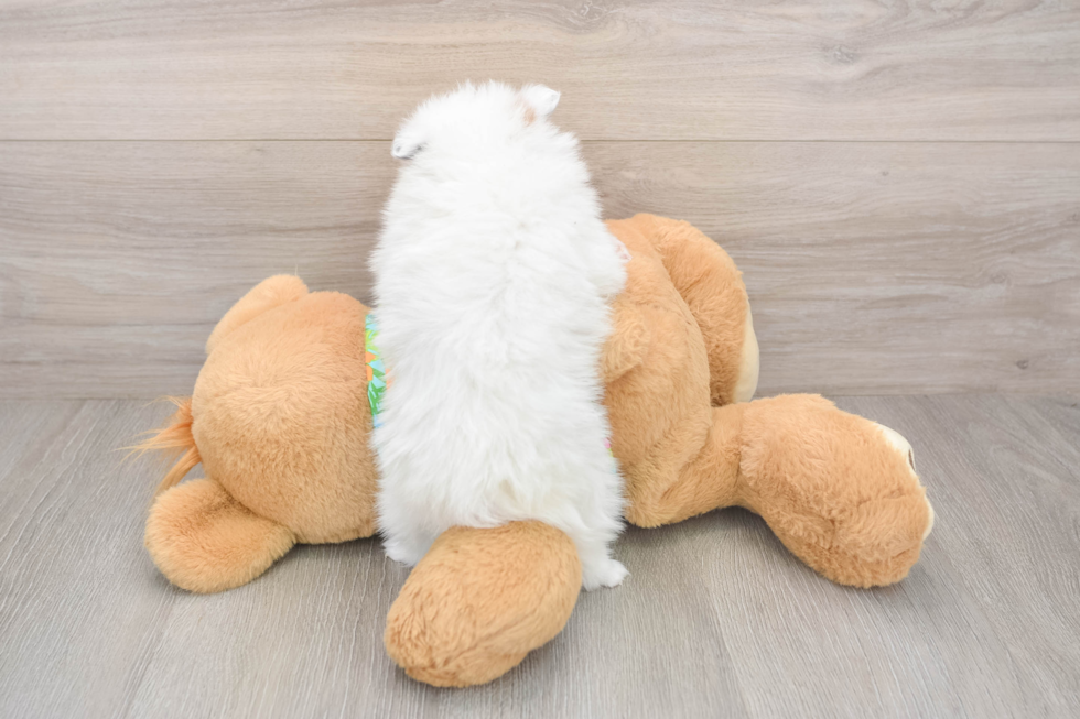 Best Pomeranian Baby