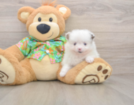 9 week old Pomeranian Puppy For Sale - Florida Fur Babies
