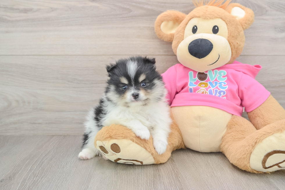 Fluffy Pom Pom Purebred Puppy