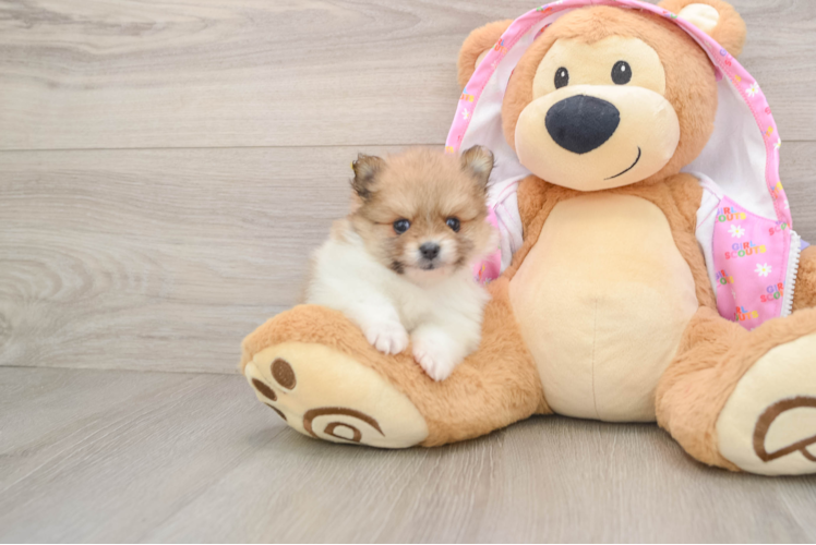 Sweet Pom Purebred Puppy