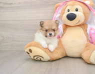 9 week old Pomeranian Puppy For Sale - Florida Fur Babies
