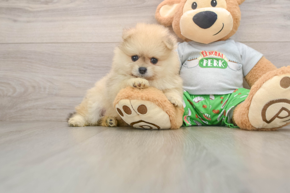 Sweet Swergspitz Purebred Puppy