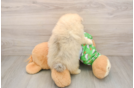 Pomeranian Puppy for Adoption