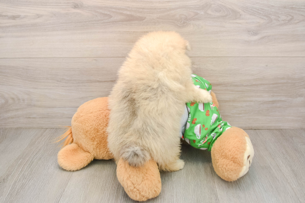 Pomeranian Puppy for Adoption